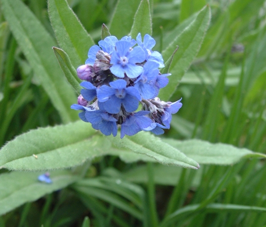 Cynoglottis barrelieri (=Anchusa barrelieri)